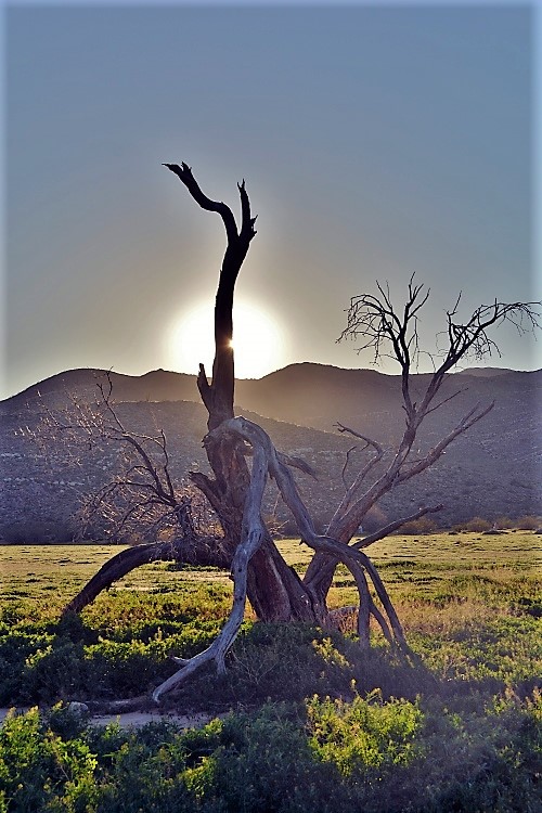 dead tree in field